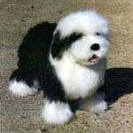 Sample 6 – Old english sheepdog