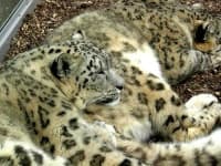 Sample 6 – Snow leopard