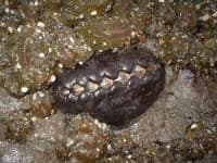 Sample 6 – Chiton