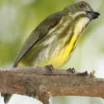Sample of Yellow bellied flowerpecker