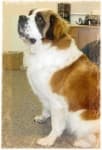 Sample 5 – Saint bernard