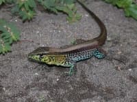 Sample 5 – Whiptail