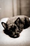 Sample 1 – Scottish terrier