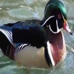 Sample 5 – Wood duck