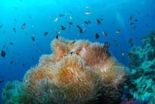 Sample of Reef