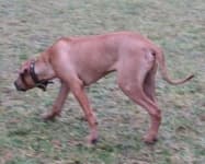 Sample 1 – Rhodesian ridgeback