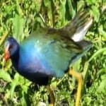 Sample 5 – Purple gallinule