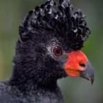 Sample 1 – Wattled curassow