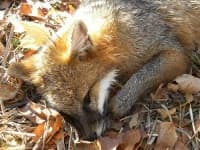 Sample 2 – Grey fox