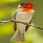 Sample 5 – Red faced warbler