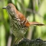 Sample 4 – Brown thrasher