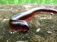 Sample 3 – Centipede