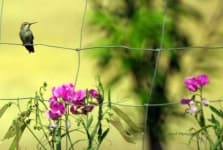 Sample 4 – Hummingbird
