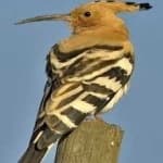 Sample of Hoopoes