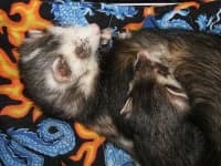Sample 3 – Black footed ferret