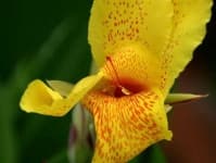 Sample 6 – Canna lily