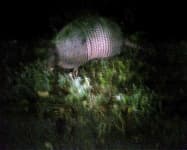 Sample 5 – Armadillo
