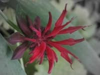 Sample 1 – Bee balm