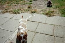 Sample 4 – Welsh springer spaniel