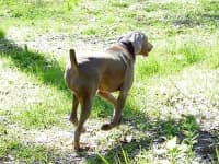 Sample 6 – Weimaraner