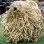 Sample 5 – Komondor