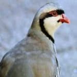Sample 6 – Chukar partridge