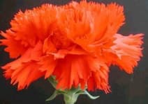 Sample 3 – Carnation