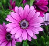 Sample 6 – Barbeton daisy
