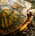 Sample 5 – Box turtle