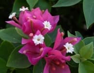 Sample 5 – Bougainvillea