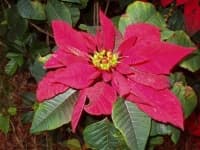 Sample 6 – Poinsettia