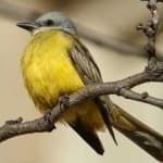 Sample 5 – Couchs kingbird