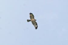 Sample 1 – Eagle