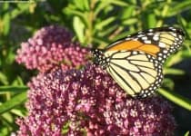 Sample 4 – Monarch