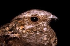 Sample 5 – Nightjar