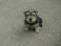 Sample 2 – Norwich terrier