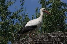 Sample 6 – Black stork