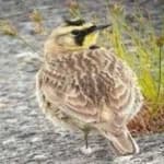 Sample 6 – Horned lark