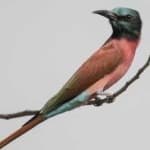 Sample 1 – Carmine bee eater