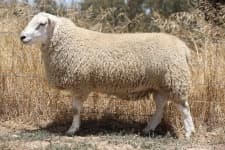 Sample 3 – Sheep