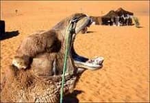 Sample 5 – Arabian camel
