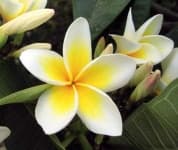 Sample 5 – Frangipani