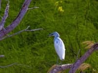 Sample 2 – Little blue heron