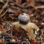 Sample 5 – Earthstar