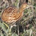 Sample 1 – American bittern