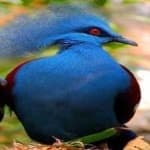 Sample 3 – Victoria crowned pigeon
