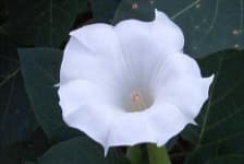 Sample 4 – Thorn apple