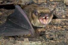 Sample 3 – Bat