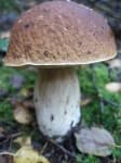 Sample 1 – Bolete