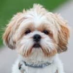 Sample 6 – Shih tzu